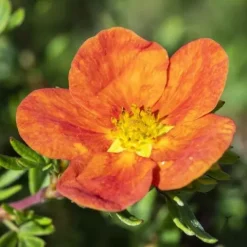 Pięciornik krzewiasty RED ACE Czerwony Na suche gleby Rabaty Sadzonki