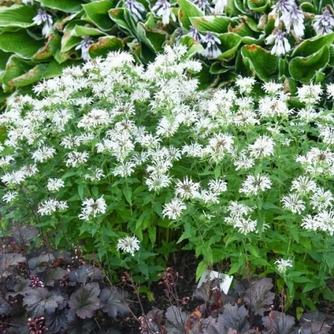 Pysznogłówka BEE-BRIGHT Monarda Biała Motyle Miododajna Sadzonki P11