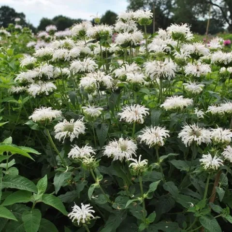 Pysznogłówka BEE-BRIGHT Monarda Biała Motyle Miododajna Sadzonki P11
