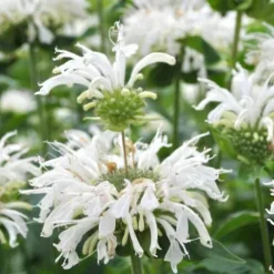 Pysznogłówka BEE-BRIGHT Monarda Biała Motyle Miododajna Sadzonki P11