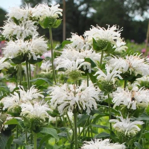 Pysznogłówka BEE-BRIGHT Monarda Biała Motyle Miododajna Sadzonki P11