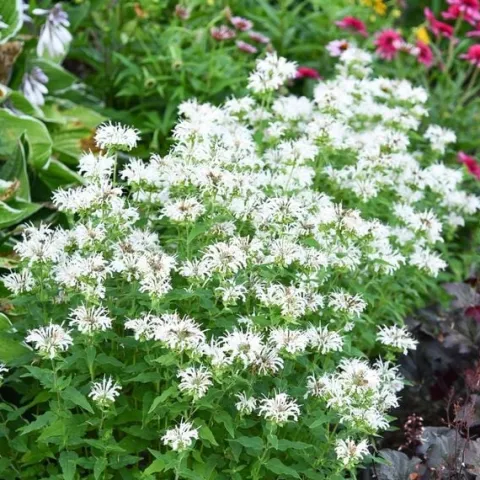 Pysznogłówka BEE-BRIGHT Monarda Biała Motyle Miododajna Sadzonki P11
