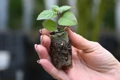 Pysznogłówka ogrodowa Bee-Free o cytrynowym zapachu
