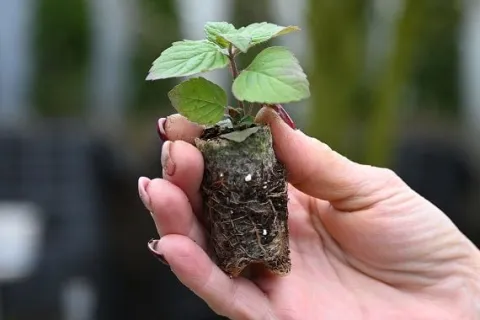 Pysznogłówka ogrodowa Bee-Free o cytrynowym zapachu