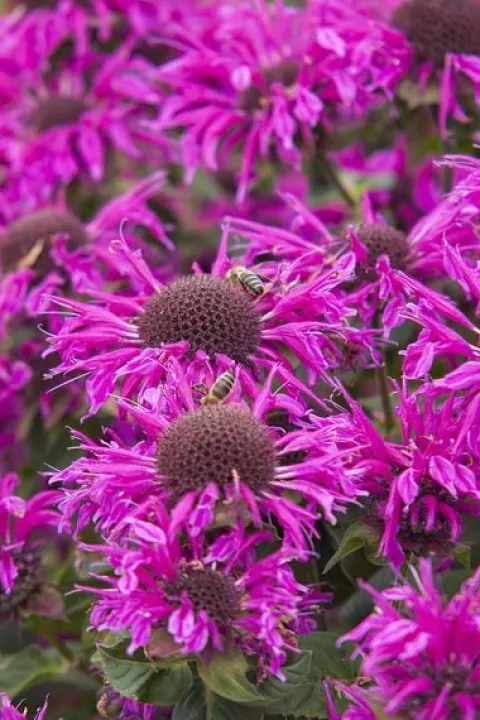 Pysznogłówka ogrodowa Bee-Free o cytrynowym zapachu