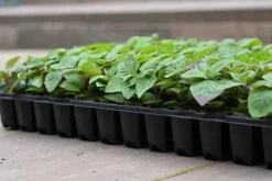 Pysznogłówka ogrodowa Bee-Free o cytrynowym zapachu