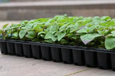 Pysznogłówka ogrodowa Bee-Free o cytrynowym zapachu
