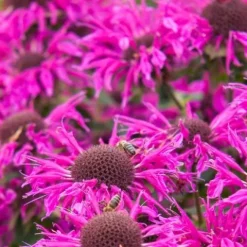 Pysznogłówka ogrodowa BEE-FREE Monarda Purpurowa Miododajna Sadzonki P11