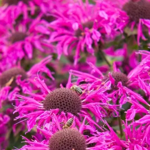 Pysznogłówka ogrodowa BEE-FREE Monarda Purpurowa Miododajna Sadzonki P11