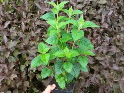 Pysznogłówka ogrodowa BEE-FREE Monarda Purpurowa Miododajna Sadzonki P11