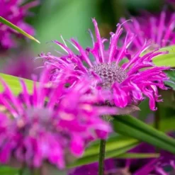 Pysznogłówka ogrodowa BEE-FREE Monarda Purpurowa Miododajna Sadzonki P11