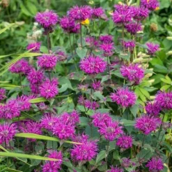 Pysznogłówka ogrodowa BEE-FREE Monarda Purpurowa Miododajna Sadzonki P11