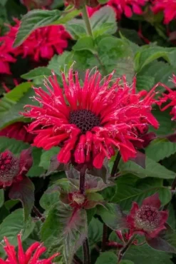 Pysznogłówka ogrodowa Bee-Happy - Monarda hybrida