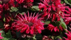Pysznogłówka ogrodowa Bee-Happy - Monarda hybrida
