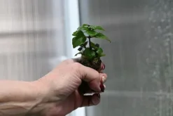Pysznogłówka ogrodowa Bee-Merry - Monarda hybrida
