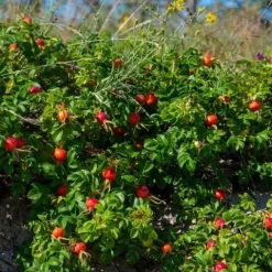Róża pomarszczona ALBA Biała ROSA RUGOSA Na rabaty Na przetwory Sadzonki C3