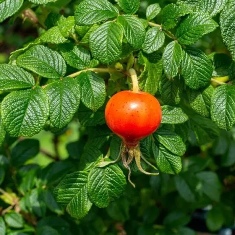 Róża pomarszczona ALBA Biała ROSA RUGOSA Na rabaty Na przetwory Sadzonki C3