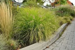 Rozplenica japońska Hameln Gold Pennisetum złota trawa ozdobna