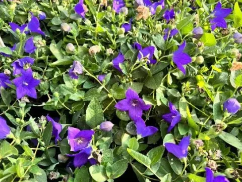Rozwar wielkokwiatowy 'Astra Blue' Niebieski (Platycodon grandiflorus) 1.0L