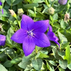 Rozwar wielkokwiatowy 'Astra Blue' Niebieski (Platycodon grandiflorus) 1.0L