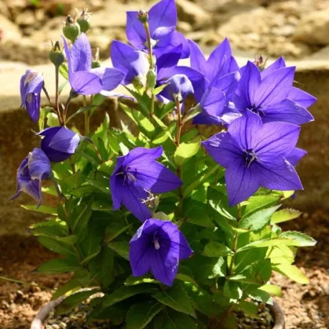 Rozwar wielkokwiatowy 'Astra Blue' Niebieski (Platycodon grandiflorus) 1.0L