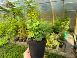 Rozwar wielkokwiatowy 'Astra Blue' Niebieski (Platycodon grandiflorus) 1.0L