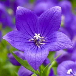 Rozwar wielkokwiatowy 'Astra Blue' Niebieski (Platycodon grandiflorus) 1.0L