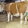 Siatka na wymiona dla krów, z pasem naszyjnym, roz. XL, Kerbl