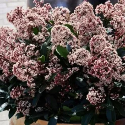 Skimia japońska RUBELLA Skimmia Zimozielona Sadzonki w doniczkach 2L