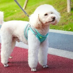 SZELKI BEZUCISKOWE ODDYCHAJĄCE DLA PSA KOTA PUSZOREK ZE SMYCZĄ M 6-9 kg