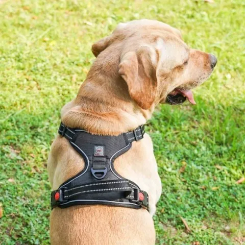SZELKI BEZUCISKOWE typu GUARD dla psa ELITE XS bla
