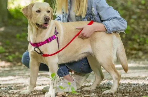 Szelki treningowe dla psa typu easy walk, ODBLASKI