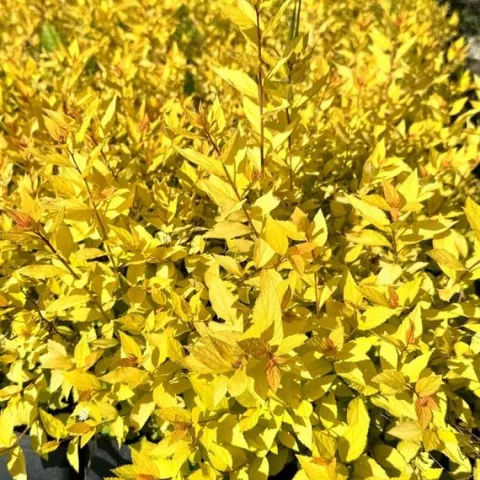 Tawuła japońska 'Golden Princess' (Spiraea japonica) Doniczka 2.0L