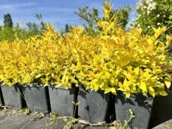Tawuła japońska 'Golden Princess' (Spiraea japonica) Doniczka 2.0L