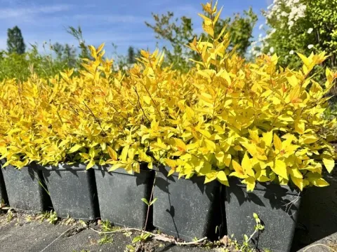 Tawuła japońska 'Golden Princess' (Spiraea japonica) Doniczka 2.0L