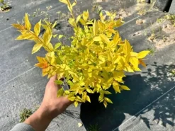 Tawuła japońska 'Golden Princess' (Spiraea japonica) Doniczka 2.0L