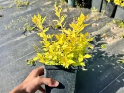 Tawuła japońska 'Golden Princess' (Spiraea japonica) Doniczka 2.0L