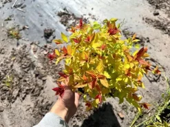Tawuła japońska 'Magic Carpet' (Spiraea japonica) Doniczka 2.0L