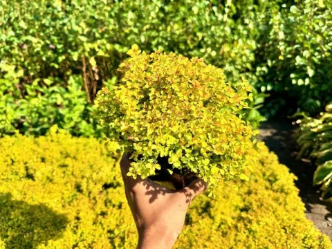 Tawuła japońska 'Sundrop' Miniaturka (Spiraea japonica) Poj. 2.0L