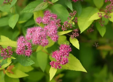 Tawuła japońska 'Sundrop' Miniaturka (Spiraea japonica) Poj. 2.0L