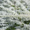 Tawuła szara 'Grefsheim' (Spiraea cinerea) Doniczka 2.0L