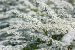 Tawuła szara 'Grefsheim' (Spiraea cinerea) Doniczka 2.0L