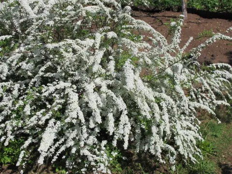Tawuła szara 'Grefsheim' (Spiraea cinerea) Doniczka 2.0L