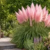 Trawa pampasowa różowa Cortaderia selloana Rosea sadzonka