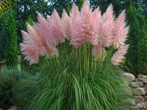 Trawa pampasowa różowa Cortaderia selloana Rosea sadzonka