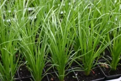 Trawa pampasowa różowa Cortaderia selloana Rosea sadzonka