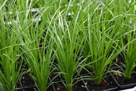 Trawa pampasowa różowa Cortaderia selloana Rosea sadzonka