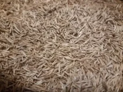 TRAWA SZYBKOROSNĄCA 20kg zagęszczająca odporna