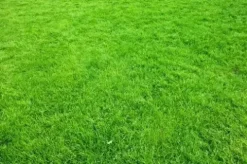 TRAWA SZYBKOROSNĄCA 20kg zagęszczająca odporna