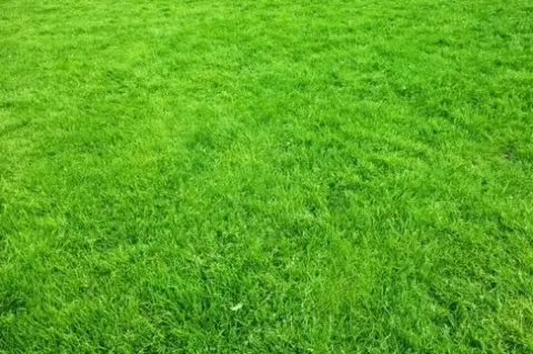 TRAWA SZYBKOROSNĄCA 20kg zagęszczająca odporna